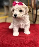 Lammie, a female Maltipoo for sale in Gloster, MS – Photo 7 of 9