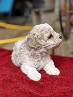 Lammie, a female Maltipoo for sale in Gloster, MS – Photo 4 of 9