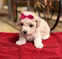 Lammie, a female Maltipoo for sale in Gloster, MS – Photo 6 of 9