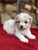 Lammie, a female Maltipoo for sale in Gloster, MS – Photo 3 of 9