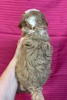 Camille , a female Maltipoo for sale in Gloster, MS – 2 of 3