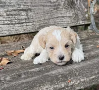 Kal, a male Maltipoo for sale in Gloster, MS – 3 of 5