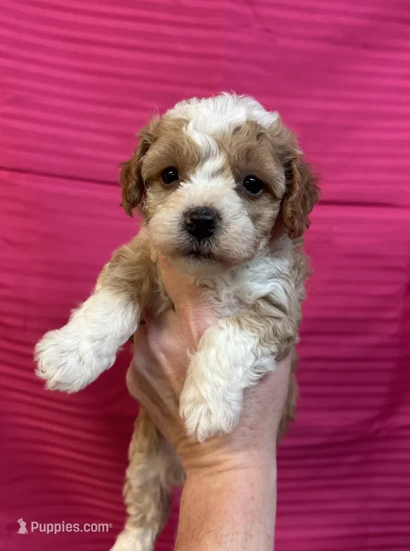 Camille  – Maltipoo puppy for sale in Gloster, MS
