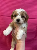 Camille , a female Maltipoo for sale in Gloster, MS – 1 of 3