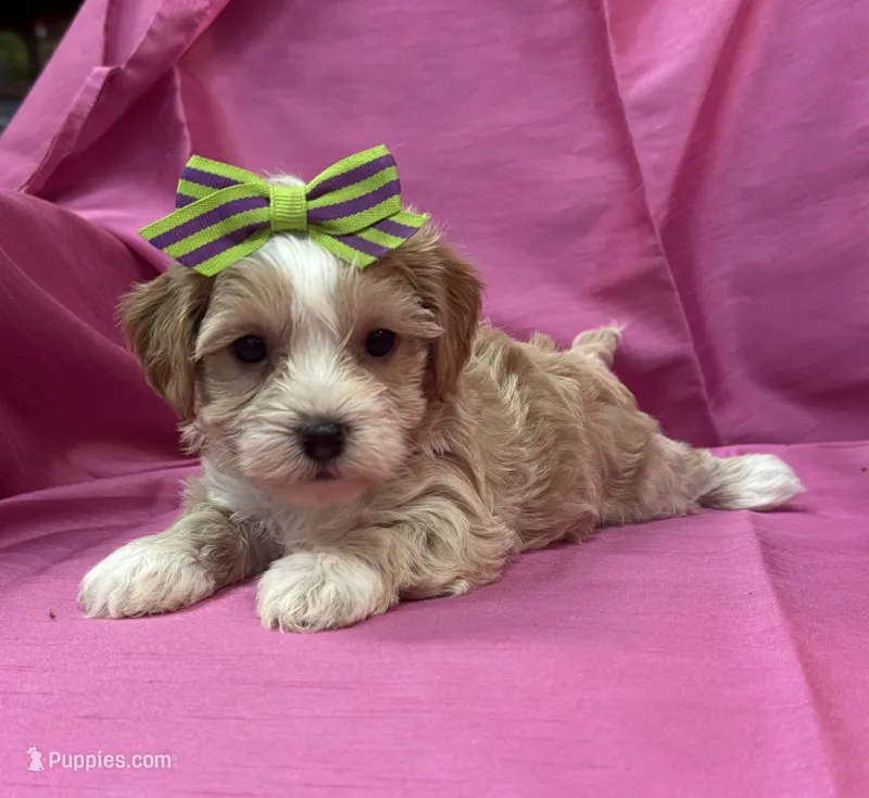 Alexis – Maltipoo puppy for sale in Gloster, MS
