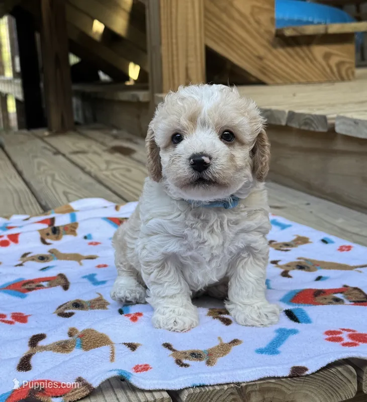 Brendon – Maltipoo puppy for sale in Gloster, MS