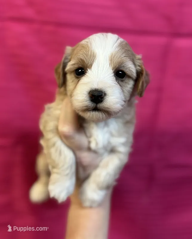 Alexis – Maltipoo puppy for sale in Gloster, MS