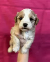 Alexis, a female Maltipoo for sale in Gloster, MS – 1 of 3