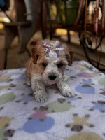 Lila, a female Maltipoo for sale in Gloster, MS – Photo 5 of 7