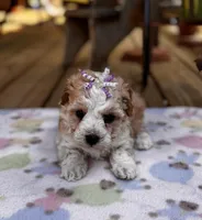 Lila, a female Maltipoo for sale in Gloster, MS – Photo 2 of 7