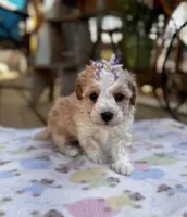 Lila, a female Maltipoo for sale in Gloster, MS – Photo 6 of 7