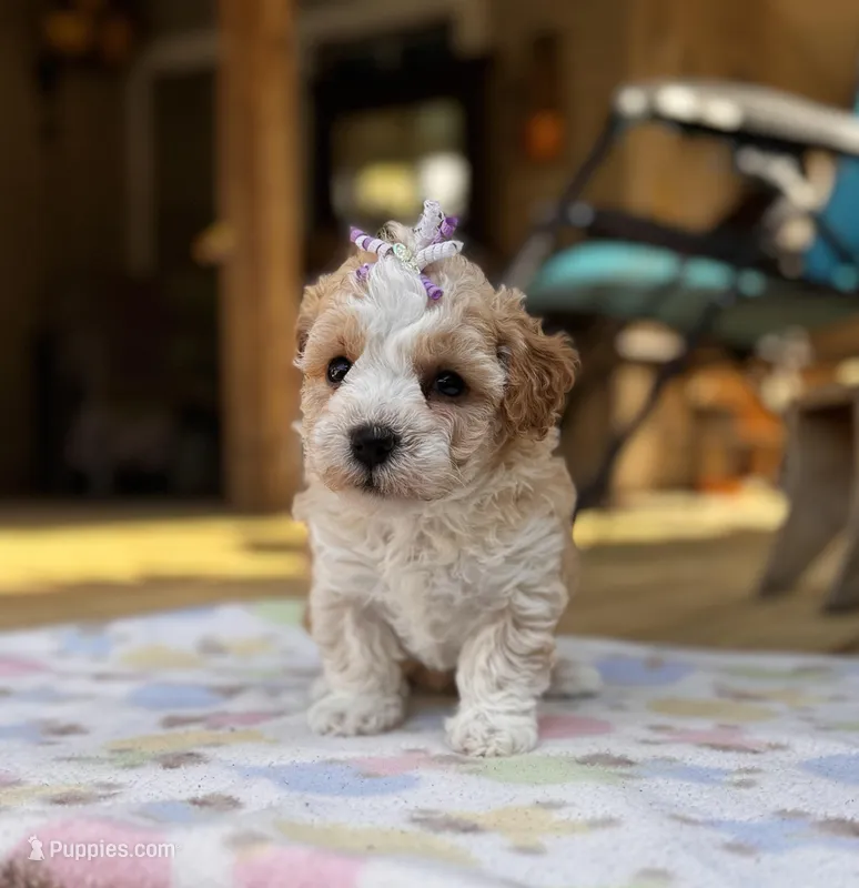 Lila – Maltipoo puppy for sale in Gloster, MS