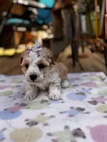 Lila, a female Maltipoo for sale in Gloster, MS – Photo 4 of 7