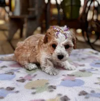 Lila, a female Maltipoo for sale in Gloster, MS – Photo 3 of 7