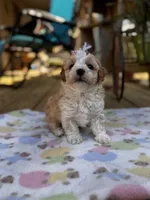 Lila, a female Maltipoo for sale in Gloster, MS – Photo 7 of 7