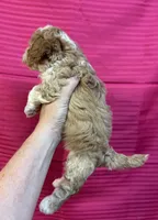 Camille , a female Maltipoo for sale in Gloster, MS – 3 of 3