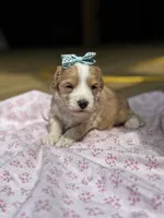 Sally , a female Maltipoo for sale in Gloster, MS – Photo 2 of 6