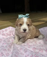 Sally , a female Maltipoo for sale in Gloster, MS – Photo 5 of 6