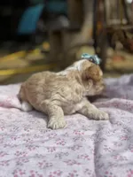 Sally , a female Maltipoo for sale in Gloster, MS – Photo 4 of 6