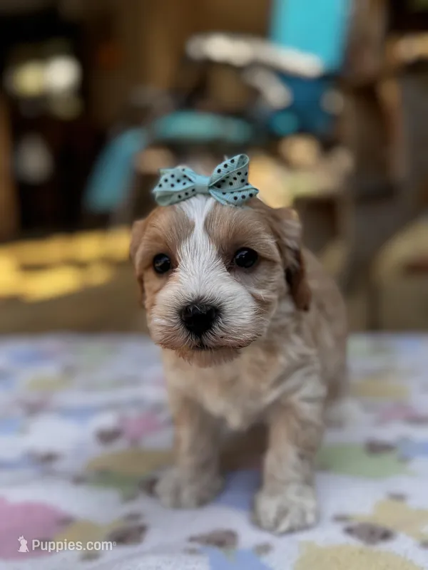 Sally  – Maltipoo puppy for sale in Gloster, MS