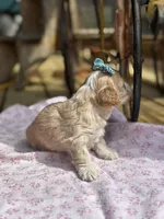 Sally , a female Maltipoo for sale in Gloster, MS – Photo 6 of 6