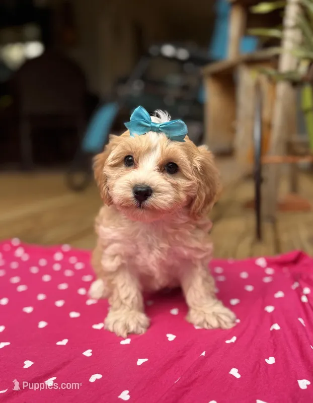 Sally  – Maltipoo puppy for sale in Gloster, MS