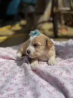 Sally , a female Maltipoo for sale in Gloster, MS – Photo 3 of 6