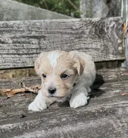Kal, a male Maltipoo for sale in Gloster, MS – 4 of 5