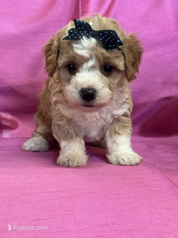 Camille  – Maltipoo puppy for sale in Gloster, MS