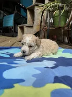 Brendon, a male Maltipoo for sale in Gloster, MS – 5 of 5