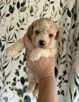 Brendon, a male Maltipoo for sale in Gloster, MS – 2 of 5
