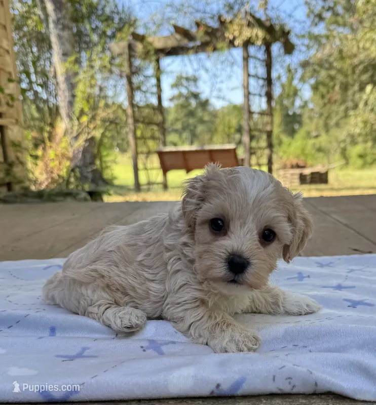 Kal – Maltipoo puppy for sale in Gloster, MS