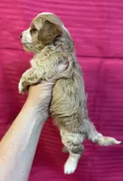 Alexis, a female Maltipoo for sale in Gloster, MS – 2 of 3