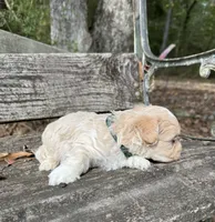 Kal, a male Maltipoo for sale in Gloster, MS – 2 of 5