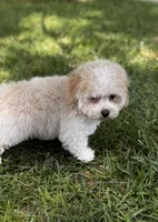Lamden , a female Maltipoo for sale in Gloster, MS – Photo 2 of 7
