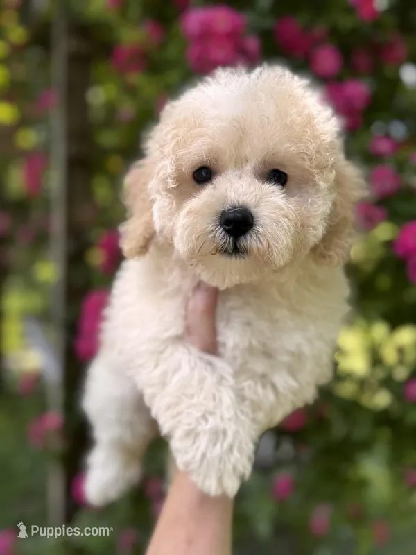 Lamden  – Maltipoo puppy on hold in Gloster, MS