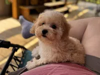 Lamden , a female Maltipoo for sale in Gloster, MS – Photo 4 of 7