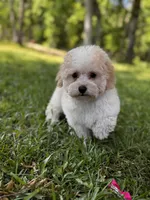 Lamden , a female Maltipoo for sale in Gloster, MS – Photo 7 of 7
