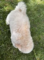 Lamden , a female Maltipoo for sale in Gloster, MS – Photo 6 of 7