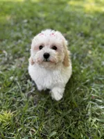 Lamden , a female Maltipoo for sale in Gloster, MS – Photo 3 of 7