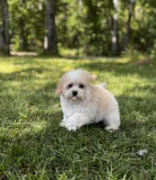 Lamden , a female Maltipoo for sale in Gloster, MS – Photo 5 of 7