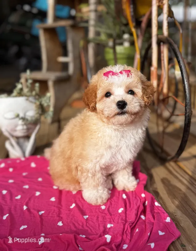 Ayelah – Maltipoo puppy for sale in Gloster, MS