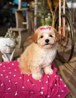Ayelah, a female Maltipoo for sale in Gloster, MS – Photo 1 of 6