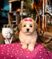 Ayelah, a female Maltipoo for sale in Gloster, MS – Photo 2 of 6