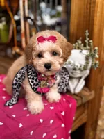 Ayelah, a female Maltipoo for sale in Gloster, MS – Photo 5 of 6