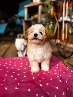 Ayelah, a female Maltipoo for sale in Gloster, MS – Photo 6 of 6