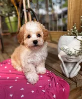 Ayelah, a female Maltipoo for sale in Gloster, MS – Photo 4 of 6