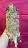 Alexis, a female Maltipoo for sale in Gloster, MS – 3 of 3