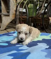 Brendon, a male Maltipoo for sale in Gloster, MS – 3 of 5