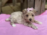 Sarah, a female Maltipoo for sale in Gloster, MS – Photo 5 of 10